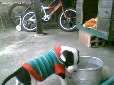 pitbull stanford tierno - YouTube