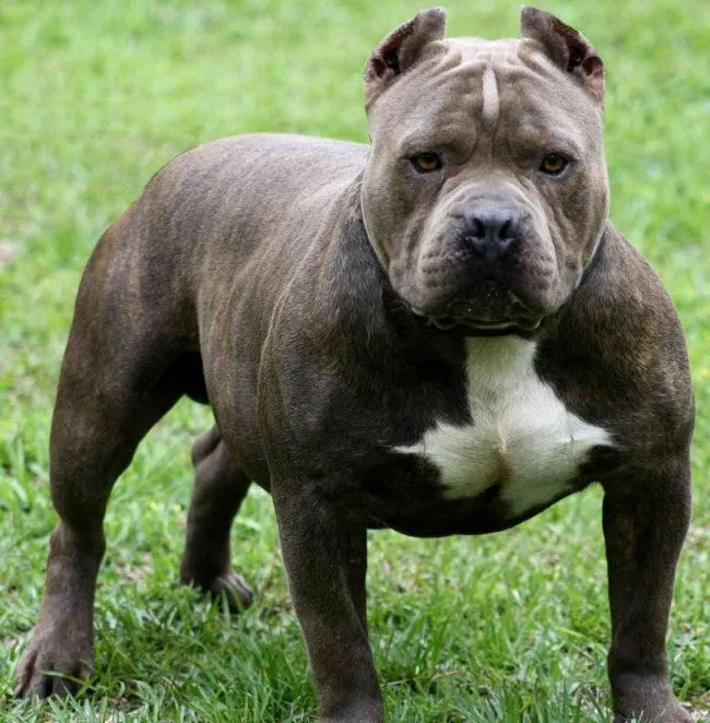 El Pitbull terrier americano quizá no sea como todos piensan - Mi ...