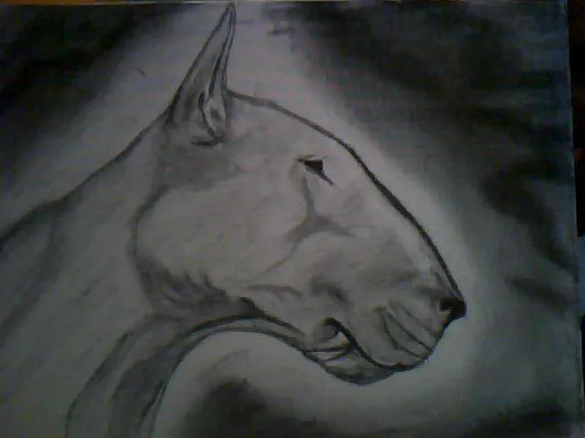 Bull Terrier inglés en dibujo - Imagui