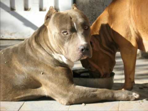 pitbull terrier,argentina criadero big boss - YouTube pitbull terrier,argentina criadero big boss - YouTube