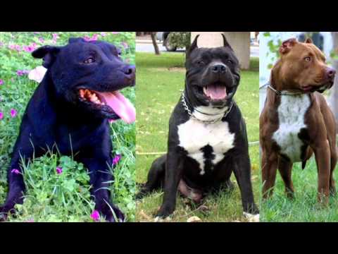 pitbull vs rottweiler - YouTube