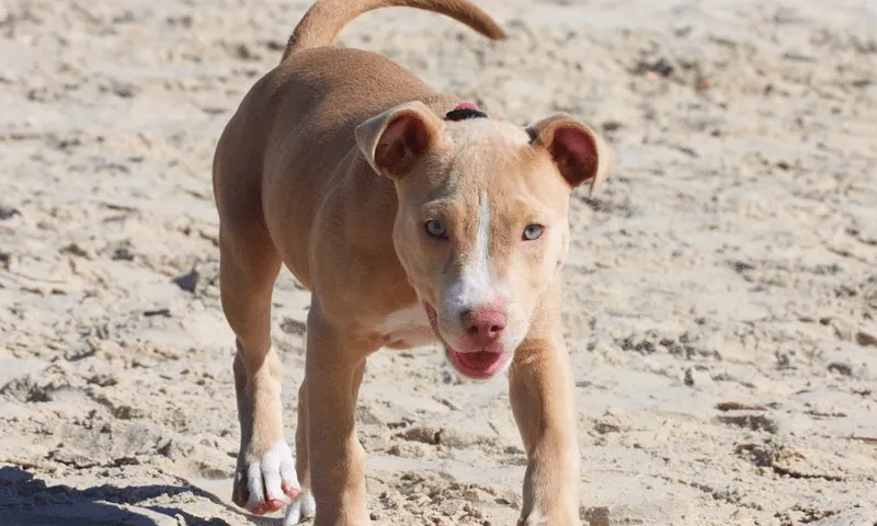 Pitbull Wallpapers - Android Apps on Google Play Pitbull Wallpapers - Android Apps on Google Play