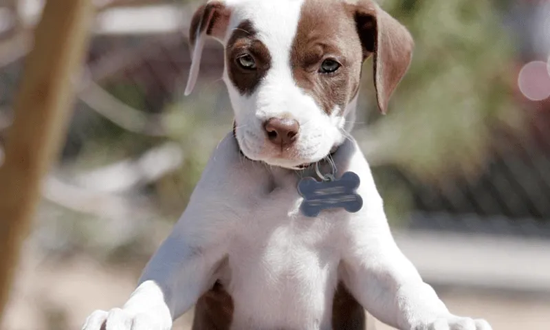 Pitbull Wallpapers - Aplicaciones de Android en Google Play Pitbull Wallpapers - Aplicaciones de Android en Google Play