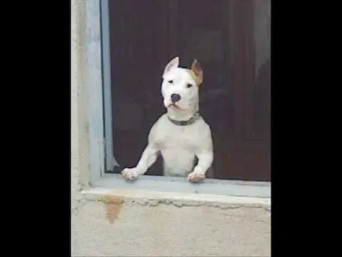 PITBULL , AMERICAN STANFORD. "KIRA" - YouTube PITBULL , AMERICAN STANFORD. "KIRA" - YouTube