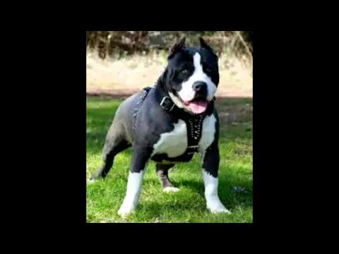 Pitbulls chingones - YouTube