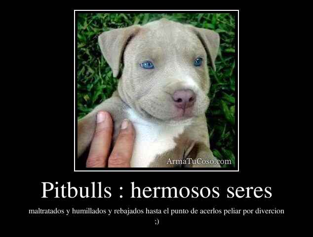 Pitbulls : hermosos seres