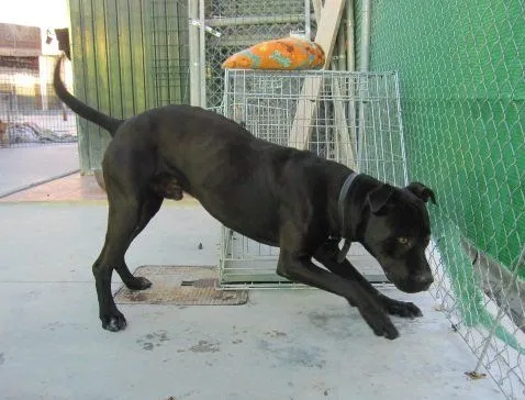 Pitbulls negros - Imagui