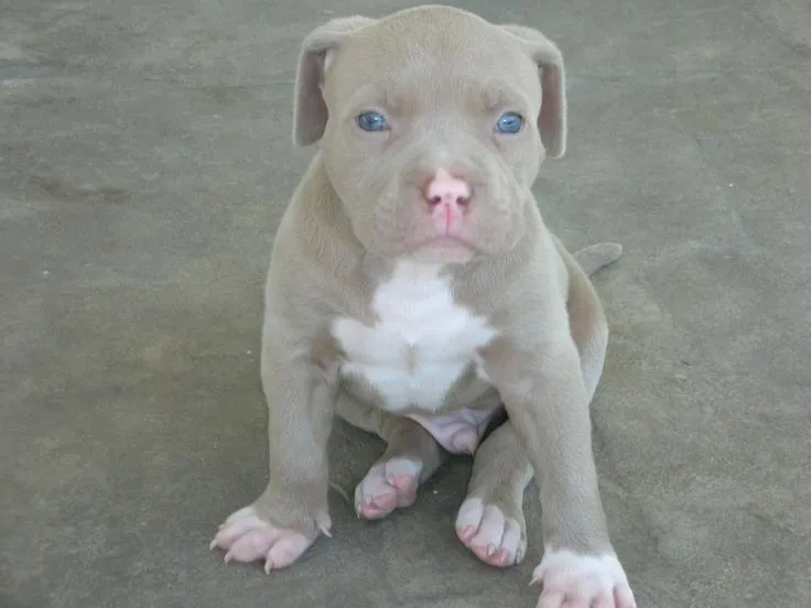 Pitbulls. on Pinterest | Red Nose, Pitbull and Pit Bull