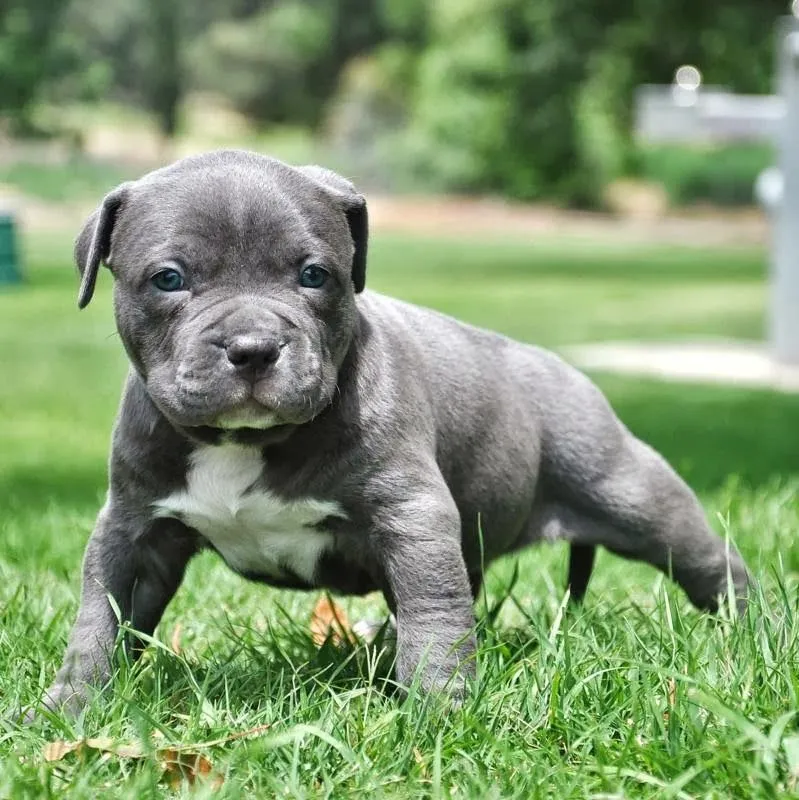 PITBULLS: octubre 2013