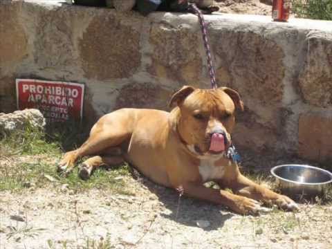 Pitbulls una Variedad de Colores - YouTube