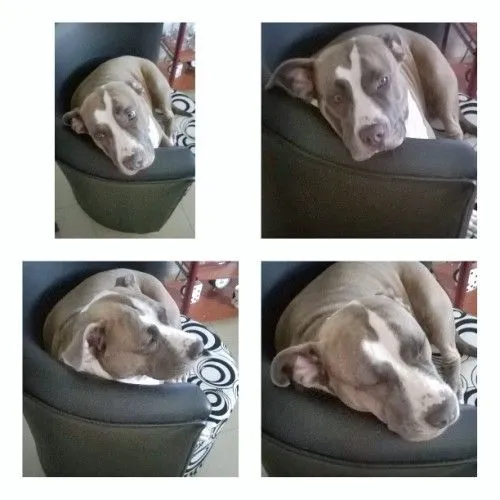 pitbullstanford | Tumblr