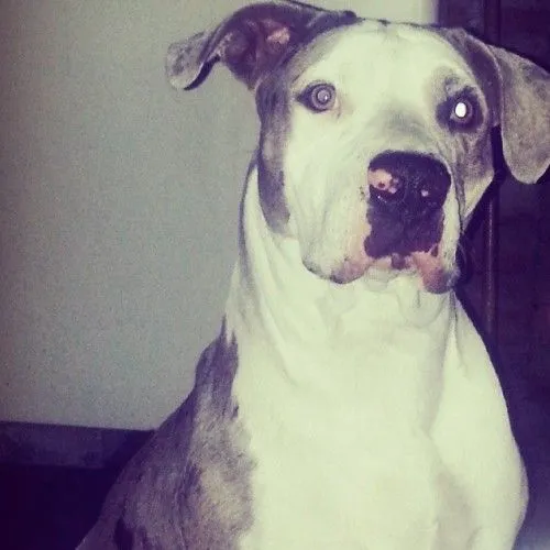 pitbullstanford | Tumblr