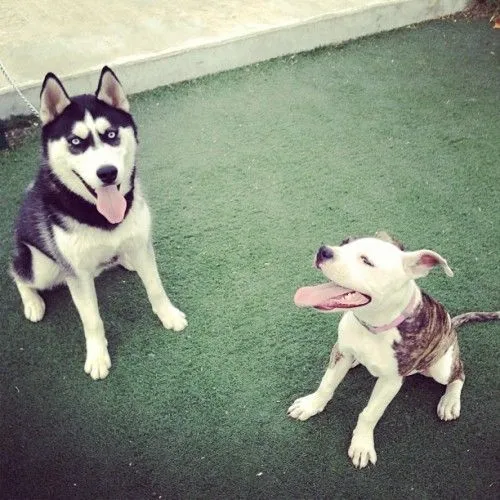 pitbullstanford | Tumblr