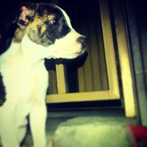 pitbullstanford | Tumblr