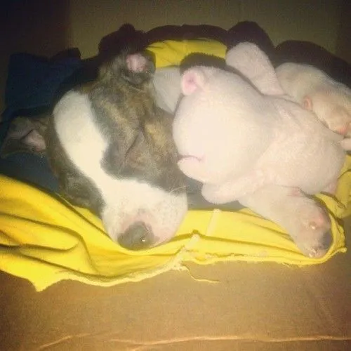 pitbullstanford | Tumblr