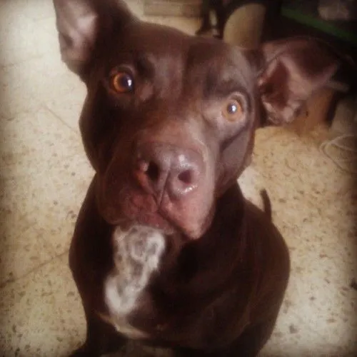 pitbullstanford | Tumblr