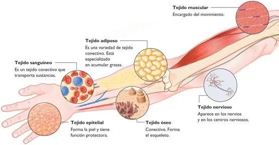 Pitufos Navidad: DIBUJOS DEL BRAZO Y SUS PARTES Pitufos Navidad: DIBUJOS DEL BRAZO Y SUS PARTES