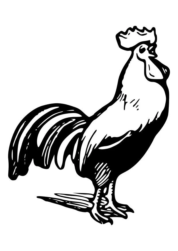 Pin Dibujo De Gallo Y Gallina Para Pintar O Colorear on Pinterest