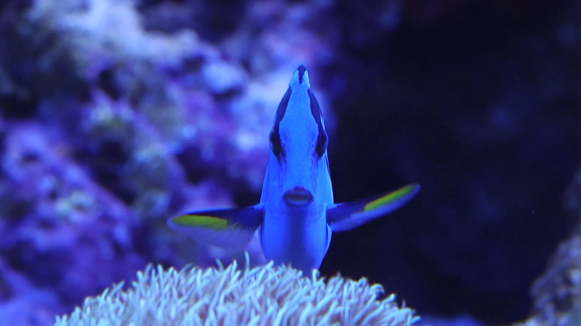 Pixar's Finding Dory will make the blue tang fish popular and ...