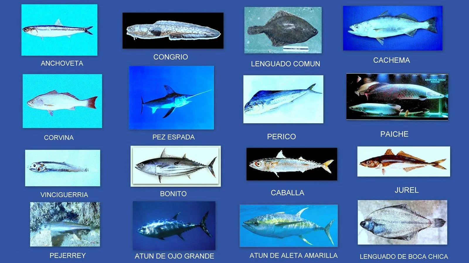 PLAAN : Principales especies de peces existentes en el mar peruano - Peces en el Océano Pacífico de Perú PLAAN : Principales especies de peces existentes en el mar peruano - Peces en el Océano Pacífico de Perú