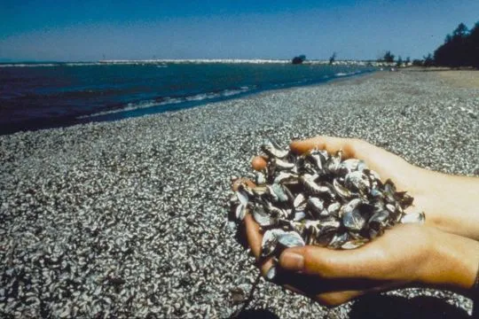 Una plaga amenaza Garoña | La crónica verde
