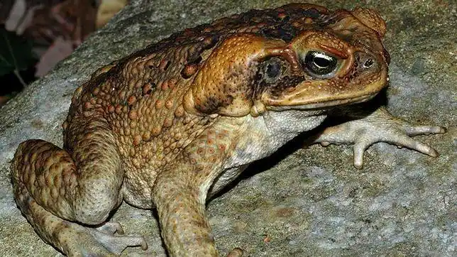 Un plaga de sapos mutantes se propaga por el noreste de Australia ... Un plaga de sapos mutantes se propaga por el noreste de Australia ...