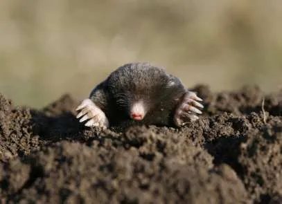 Plaga de topos en la huerta - Foro de InfoJardín