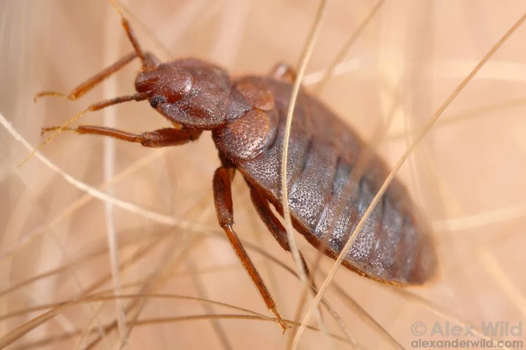 A Plague of Bed Bugs - Alex Wild Photography