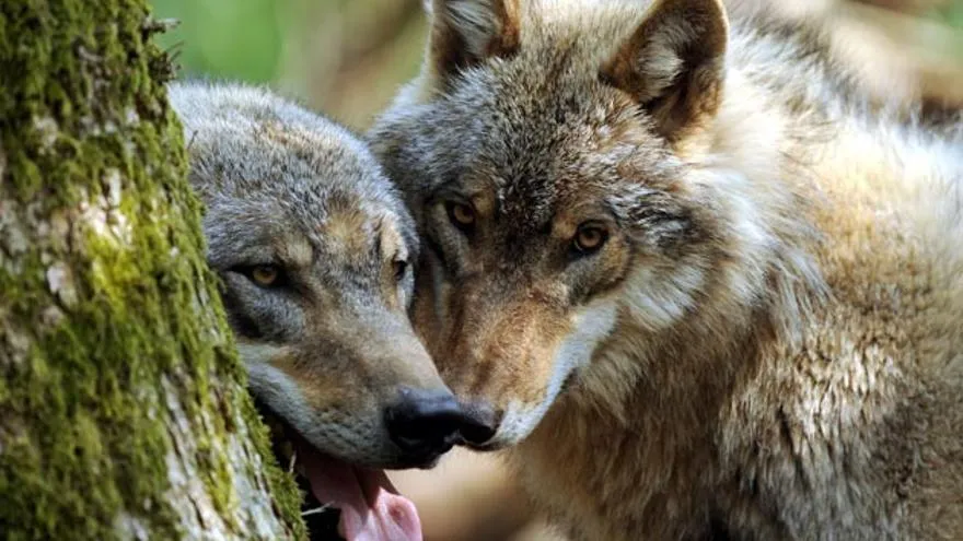 El nuevo plan de gestión del lobo busca el difícil consenso entre ... El nuevo plan de gestión del lobo busca el difícil consenso entre ...