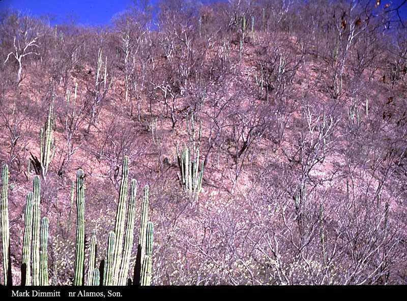 Estado en el que se encuentra y planes de protección – Selva seca Estado en el que se encuentra y planes de protección – Selva seca