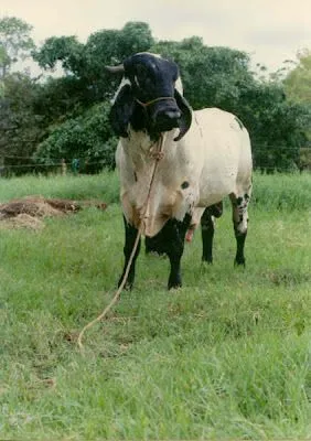 PLANETA CEBU - El mundo del Cebu: RANCHO LOS COYOLES PLANETA CEBU - El mundo del Cebu: RANCHO LOS COYOLES