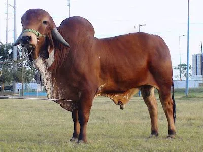 PLANETA CEBU - El mundo del Cebu: TOROS DE MEXICO: JMA KRIZSTIANO ... PLANETA CEBU - El mundo del Cebu: TOROS DE MEXICO: JMA KRIZSTIANO ...