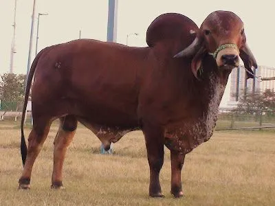 PLANETA CEBU - El mundo del Cebu: TOROS DE MEXICO: JMA KRIZSTIANO ... PLANETA CEBU - El mundo del Cebu: TOROS DE MEXICO: JMA KRIZSTIANO ...