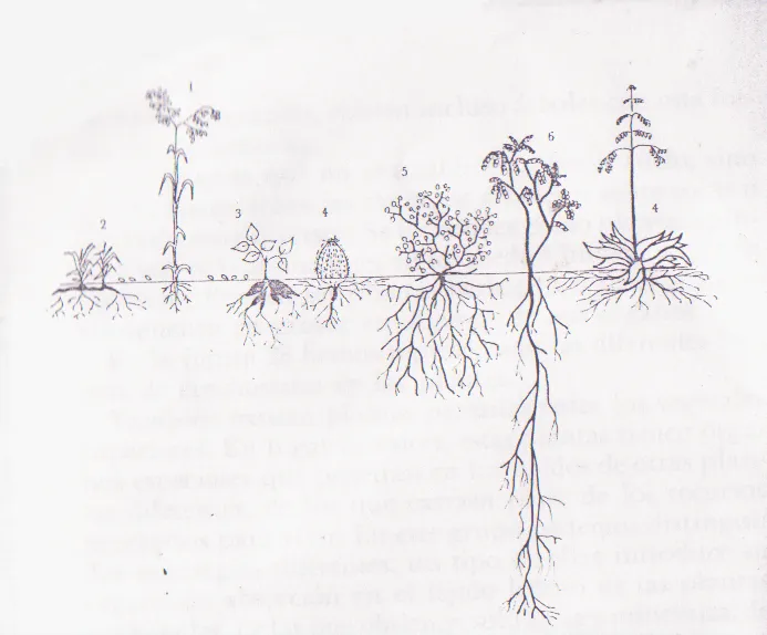 Planeta Limón | Vida y palabra
