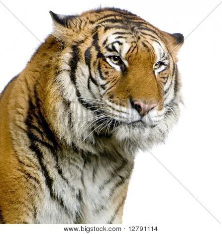 primer plano de la cara de un tigre frente a un fondo blanco ...