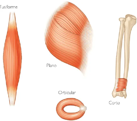 Plano%2C+liso%2C+orbicular.png