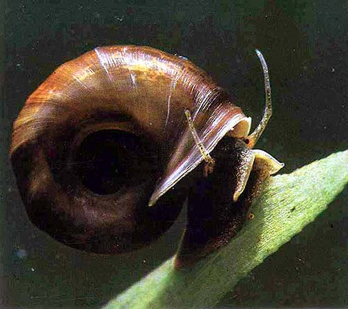 planorbariuscorneus500.jpg
