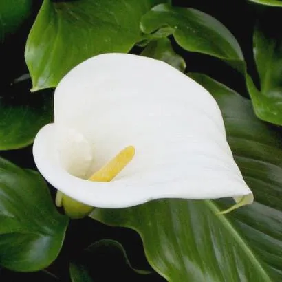 plant biology: DIVERSIDAD DE FLORES