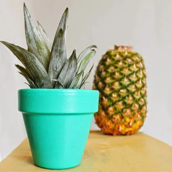 Cómo hacer una planta decorativa reciclando una piña : Cómo hacer una planta decorativa reciclando una piña :