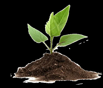 planta | Diccionario de biología