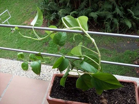 Que planta es esta? - Foro de InfoJardín