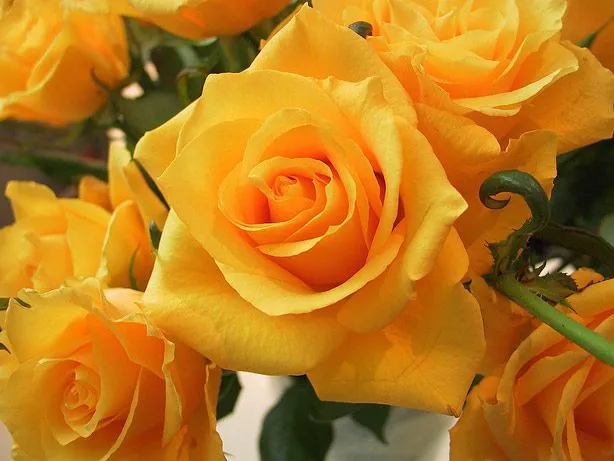 Cuál es tu planta o flor preferida? Con la que te sientes más ... Cuál es tu planta o flor preferida? Con la que te sientes más ...