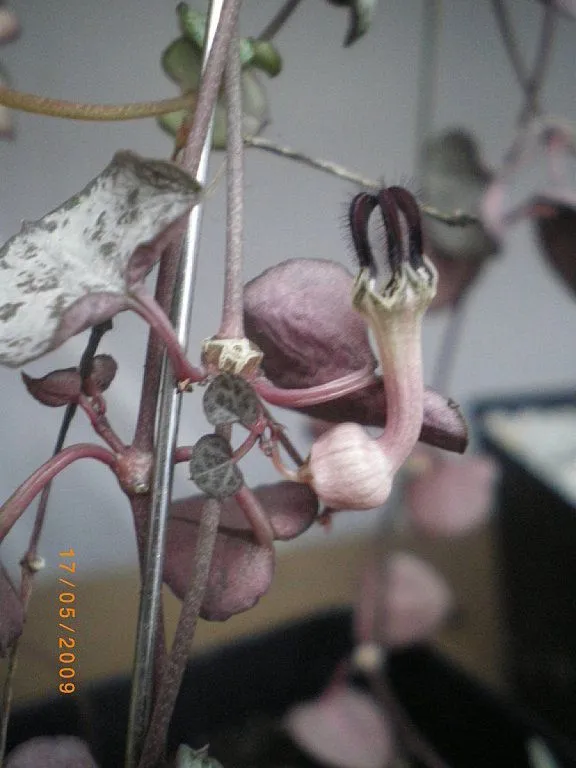 planta hojas verde morado n0 tiene flor | Cuidar de tus plantas es ... planta hojas verde morado n0 tiene flor | Cuidar de tus plantas es ...
