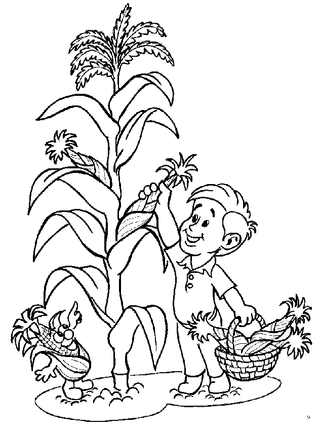 PLANTA DE MAIZ para colorear - Imagui