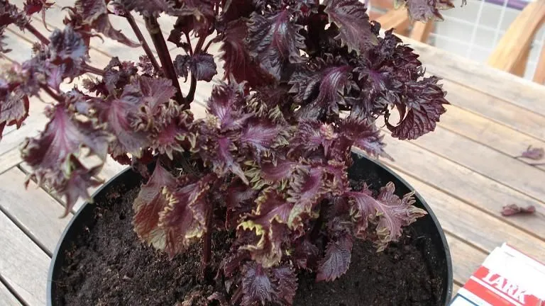 Planta morada oscuro ¿qué es? - Página 1