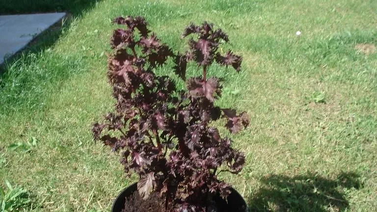 Planta morada y verde - Imagui