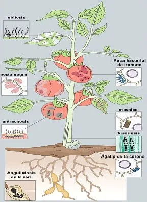 Imagenes de la planta y sus partes - Imagui Imagenes de la planta y sus partes - Imagui