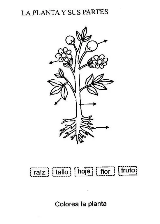 LA PLANTA Y SUS PARTES - Mapas conceptuales | dibujos exámenes ...