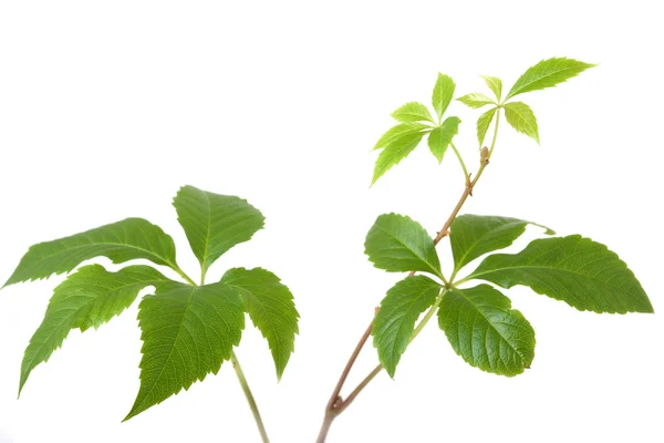 Planta de ramas aisladas de la hiedra o uva vid árbol con hojas o ...