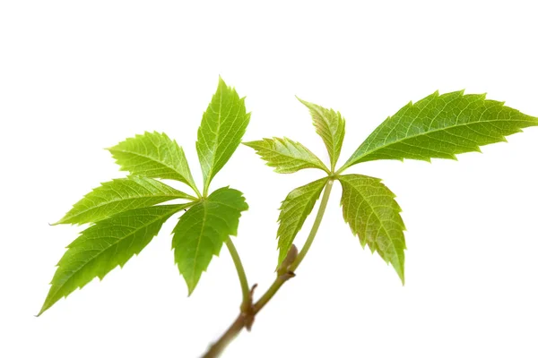 Planta de ramas aisladas de la hiedra o uva vid árbol con hojas o ...